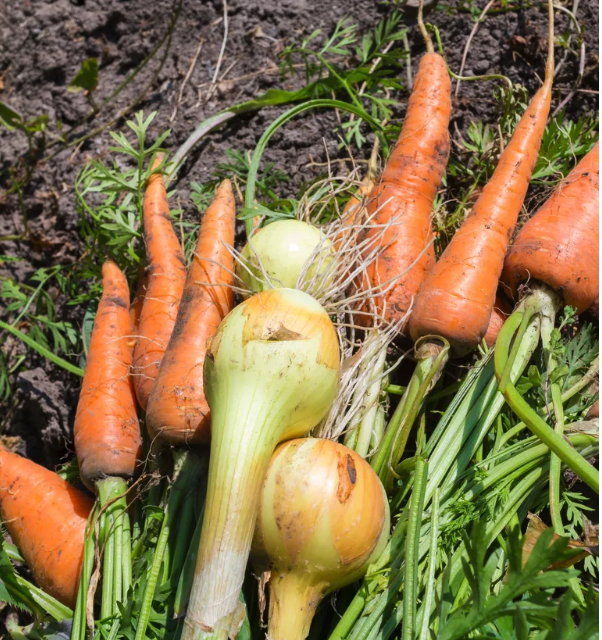 GYOmag's tweet photo. 𝗚𝗿𝗼𝘄 𝗬𝗼𝘂𝗿 𝗢𝘄𝗻 𝗧𝗼𝗽 𝗧𝗶𝗽: place onions with carrots to mask the scent from carrot root fly...

#growyourownmagazine
#growyourown #growyourownfood #allotmentlife #allotmentuk #vegetablegarden #vegpatch #growveg #homegrownfood #kitchengarden #organicgardening https://t.co/H0OdoPl3ZY