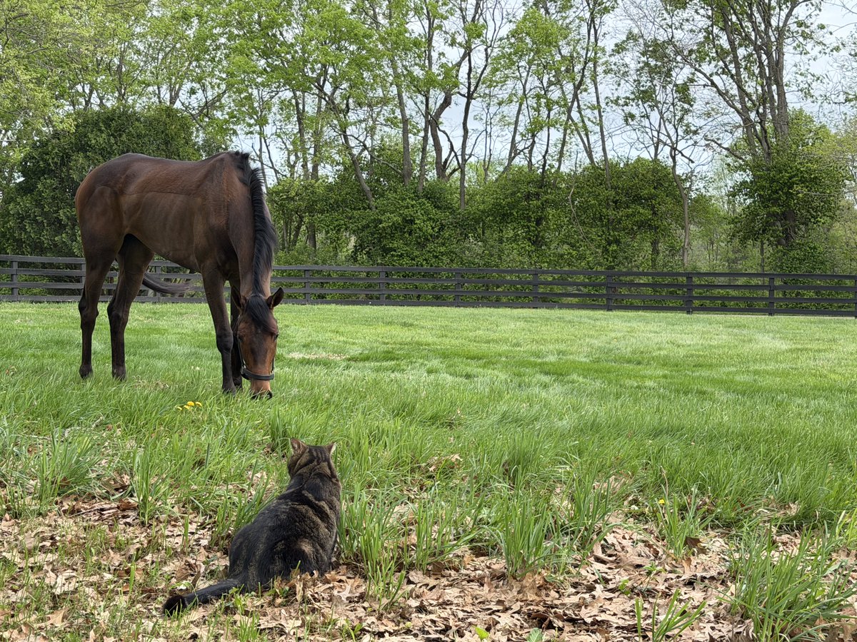 Andrew McKeever tweet media