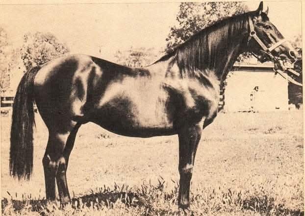 HORSERACING1002's tweet image. MANITOBA 🇬🇧 1930
(MANNA - BERYSTEDE BY SON IN LAW)
 #Manitoba
B/ O Lord Woolavington (GB)
1932 Champion 🏆 2yo colt🇬🇧
Coventry S, Boscawan S
Leading Sire in Australia 🇦🇺
Sired  Eagle Hawk
Died 1951