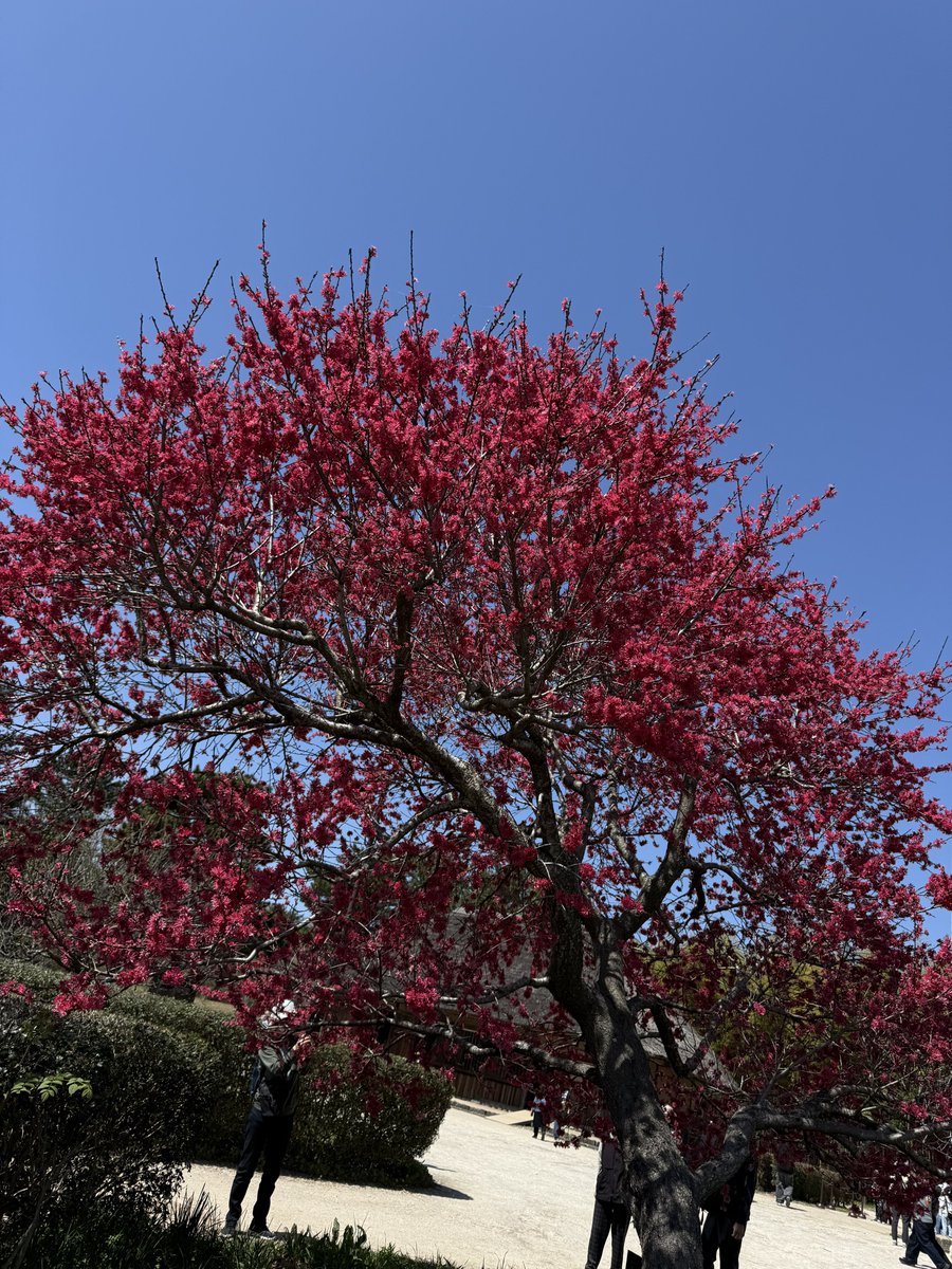 🆕あーるぐれい tweet media