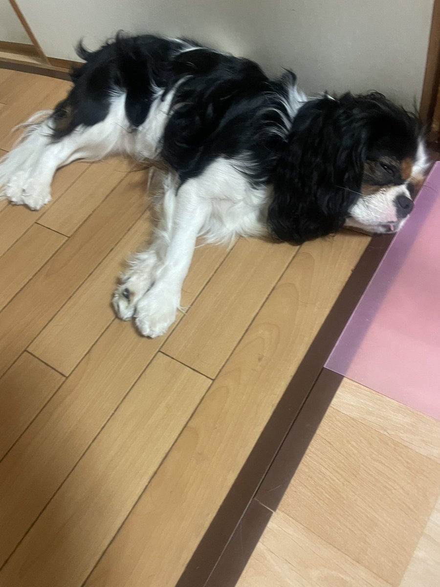 まさぴろ tweet media