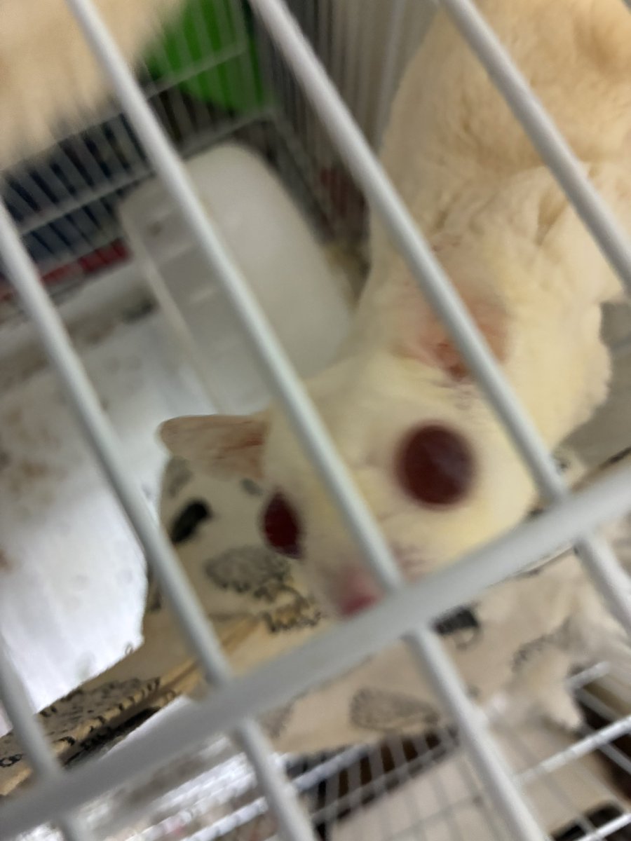 不細工飼い主お帰り