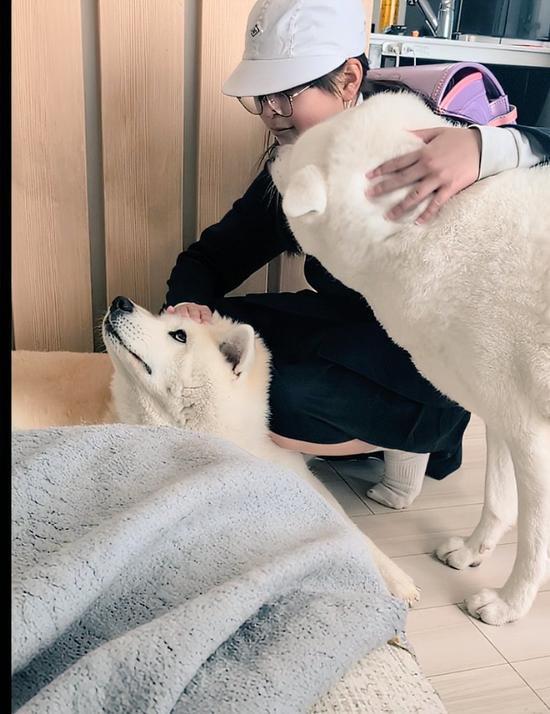 秋田犬こゆきと愉快な仲間達 tweet media