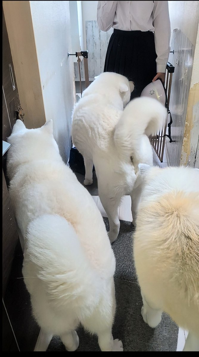 秋田犬こゆきと愉快な仲間達 tweet media