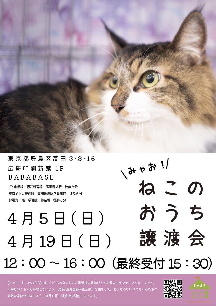 ミャオ！ねこのおうち【譲渡会・東京】 tweet media