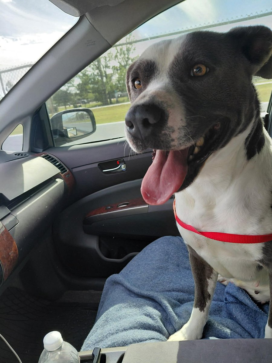 PawsnTails4TX's tweet image. 2/2 🎉🐾💞 SWEETIE has been rescued by #SAVESOMESOULS This sweet girl will now receive the medical care she deserves! TY Trisha, your foster &amp;amp; everyone for helping her find safety🙏 Please honor your pledges for her continued care! 
Happy tails SWEETIE 🥳🎊
Houston #TX
#A651513