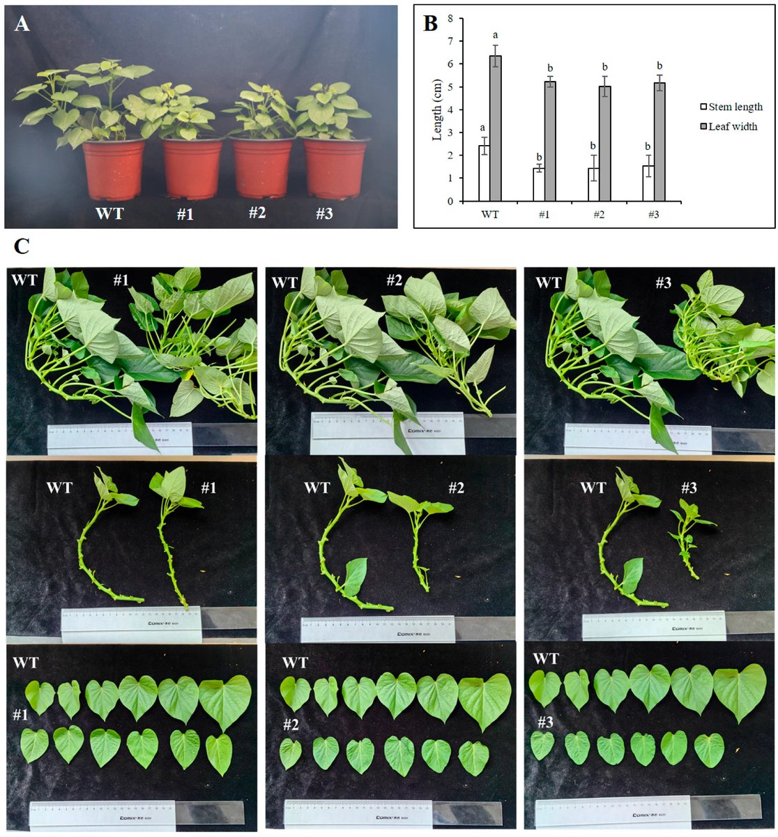 Plants MDPI tweet media