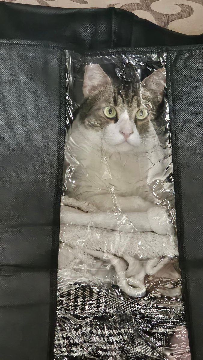 Nu 🇪🇬 tweet media