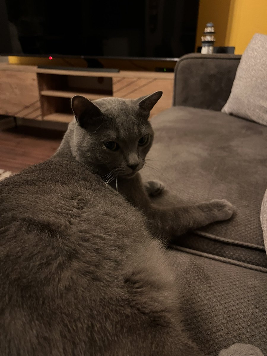 ostie! ⋆˚꩜｡ tweet media