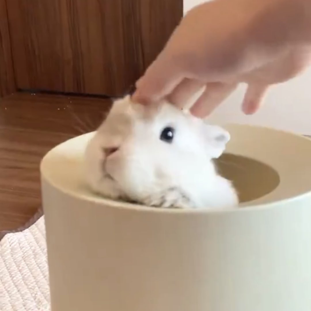 끼한이 아카이브 tweet media