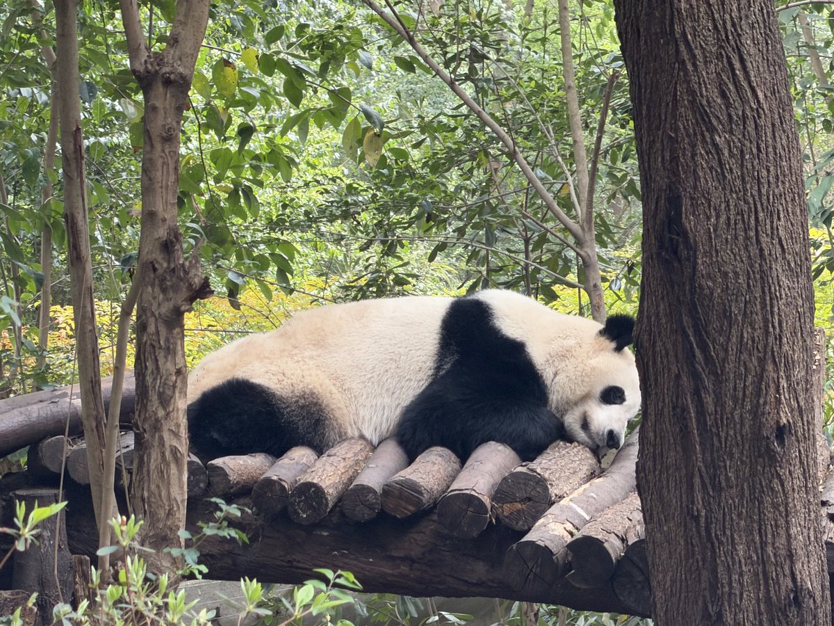 ユルモフスキー tweet media