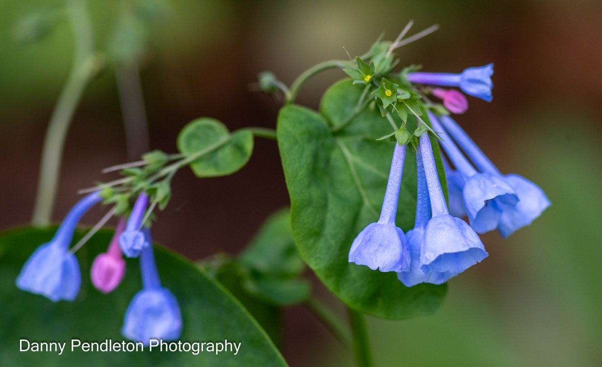 danpend3500's tweet image. The beautiful colors of Spring! Waveland Museum in #Lexington.