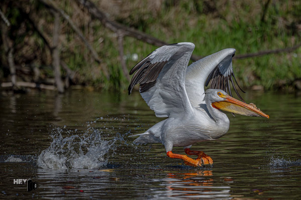 todaysbird's tweet image. American white pelican.
(Photo courtesy of Joe Viola)
#birds #pelicans #NaturePhotography #wildlife #nature