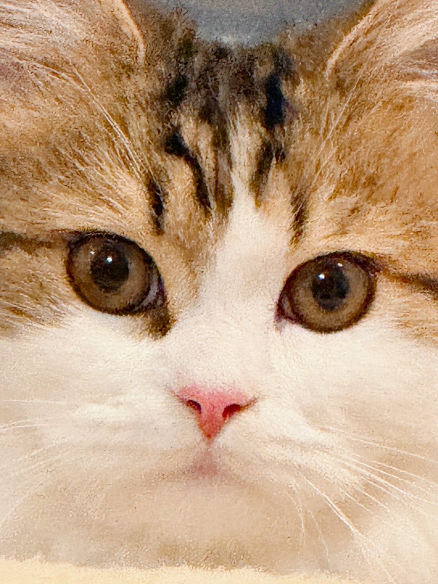 nyanko_iikoya's tweet photo. 上から見守ってるつもりらしいけど、ただのもふ神

↓
this stare… 😳

#猫のいる生活 #猫好きさんと繋がりたい #もふもふ #マンチカン
#cat #cats #catsoftwitter #catsofinstagram #cutecats #fluffycats #catoftheday #petlovers #animalsofinstagram https://t.co/kBAqSirTc4