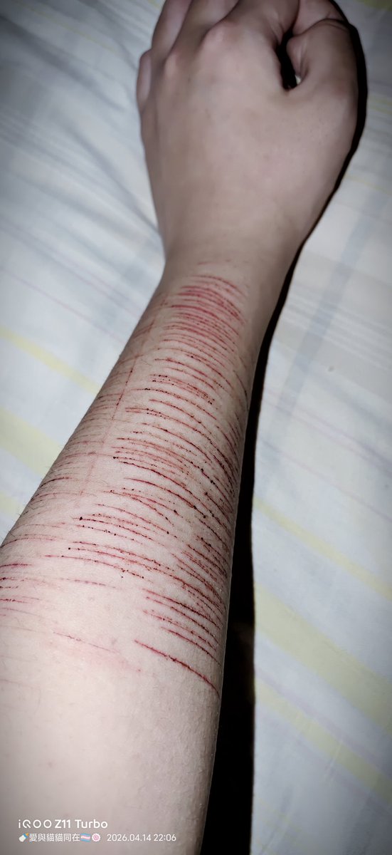 🍼猫猫叶TheCat🏳️‍⚧️🍥 tweet media