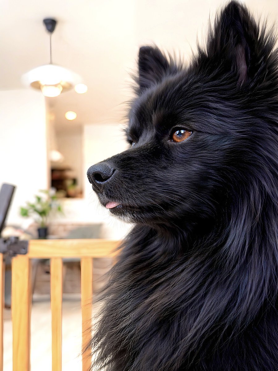 ちょーかっこいーぬ tweet media