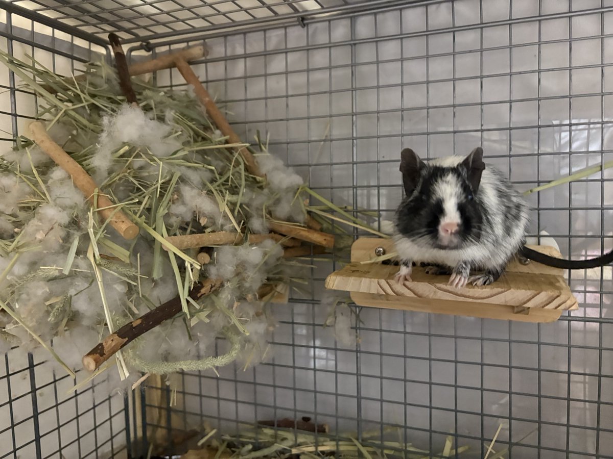 ここしばらく巣作りをしてるので、放置してたらこうなりました…綿は置いているクッションを解体して持って行ってます。