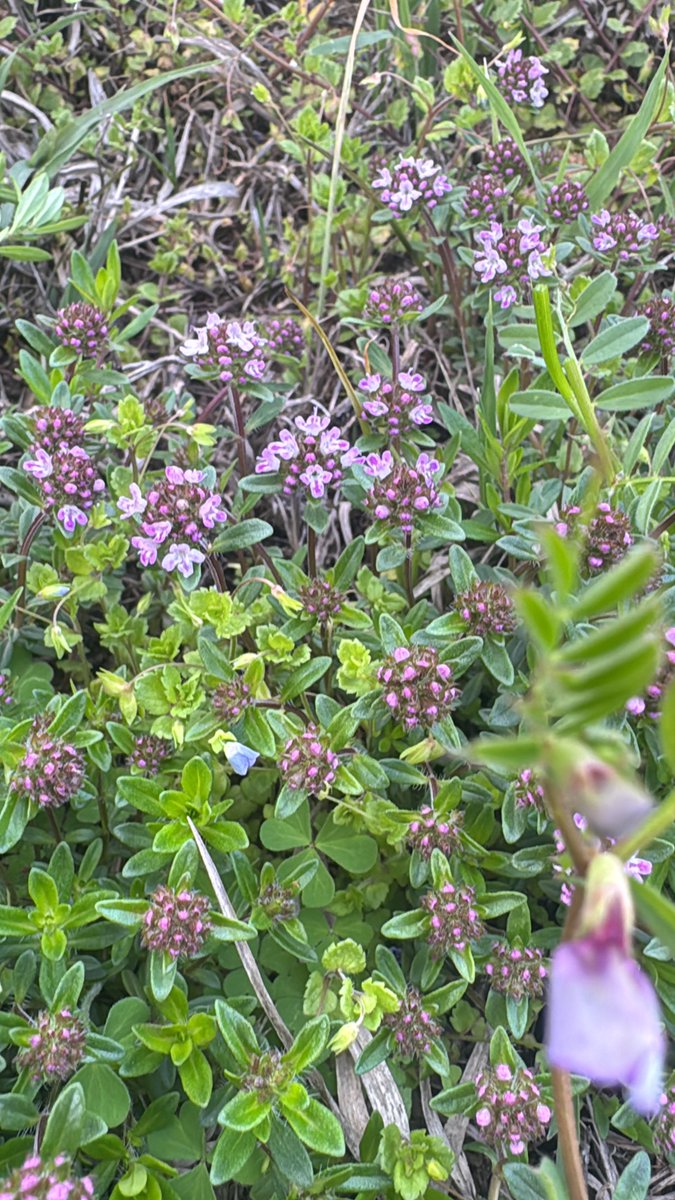 Evîndaaar tweet media