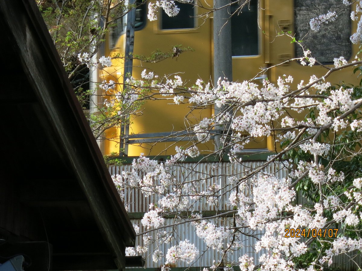 とりひの tweet media