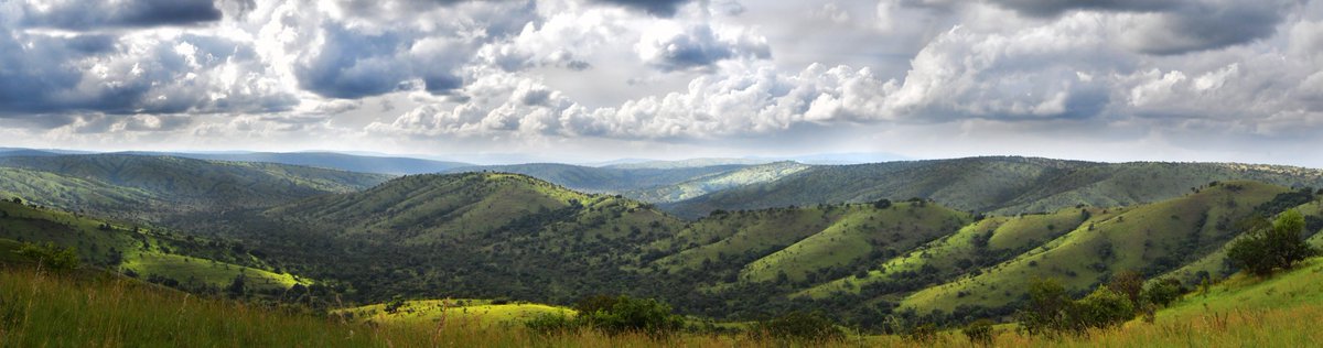 African Parks tweet media
