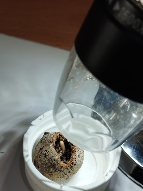 AMABoadilla's tweet photo. El domingo pasado nuestros Pequeños Científicos ¡Han hecho un descubrimiento asombroso! 
En el taller 'La respuesta de las plantas con agallas', nos dimos cuenta de que una de las agallas analizadas escondía una increíble sorpresa ¡Un hormiguero! https://t.co/f1Rl94GnW7