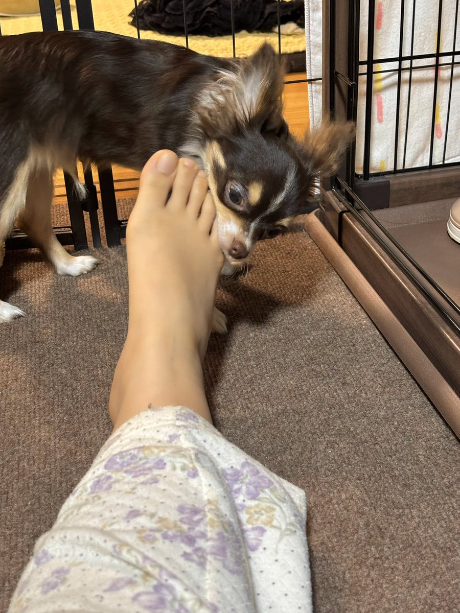 𝓡𝓞𝓜𝓜𝓨 🌷5/3(日)pechka tweet media