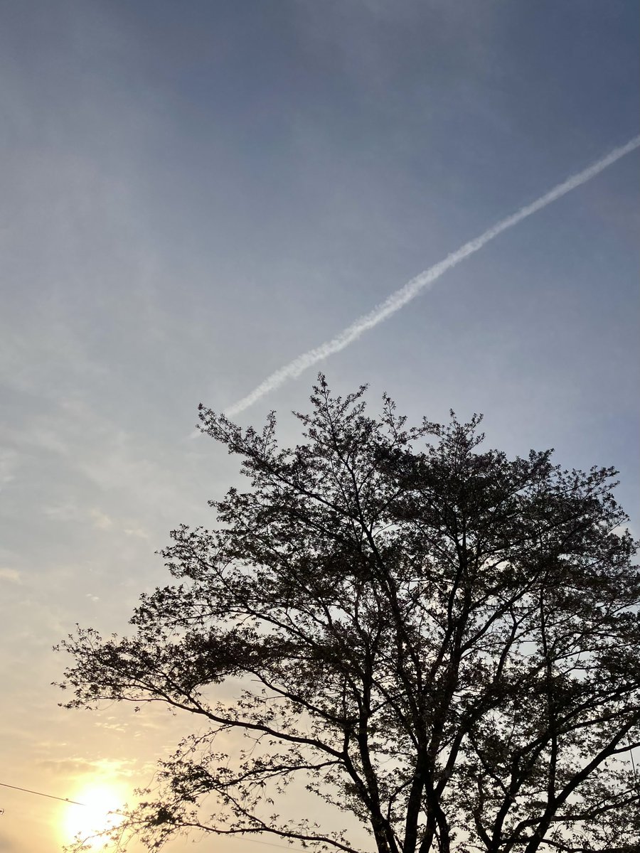 空に羽(♂) tweet media