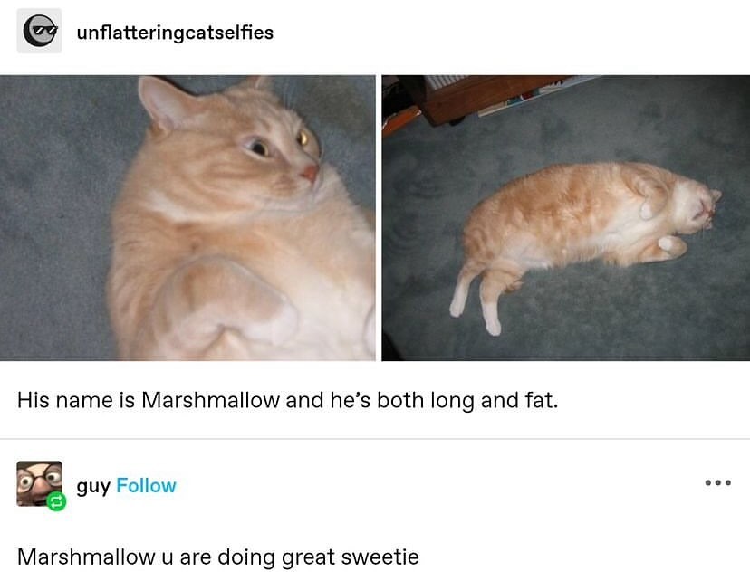 Punch Cat tweet media