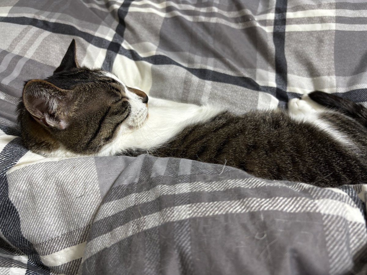 NEAR5884's tweet photo. マイペースにスヤスヤなニア助🐱

#猫のいる暮らし https://t.co/uJj5A1xZ4m