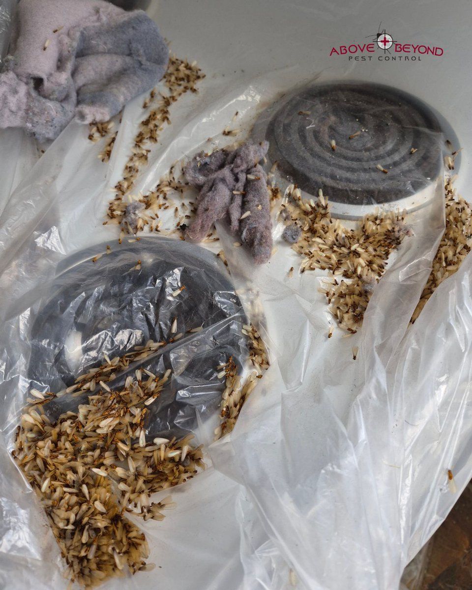 abpestcontrol's tweet image. Disgusting subterranean termite infestation!

🪳Got pests? Book with us at: abpestcontrol.com🪳

#aboveandbeyondpestcontrol #pestcontrol #pests #insects #subterraneantermites #termites #gross #disgusting #infestation #fl #lakeworth #exterminator #floridaexterminator #local
