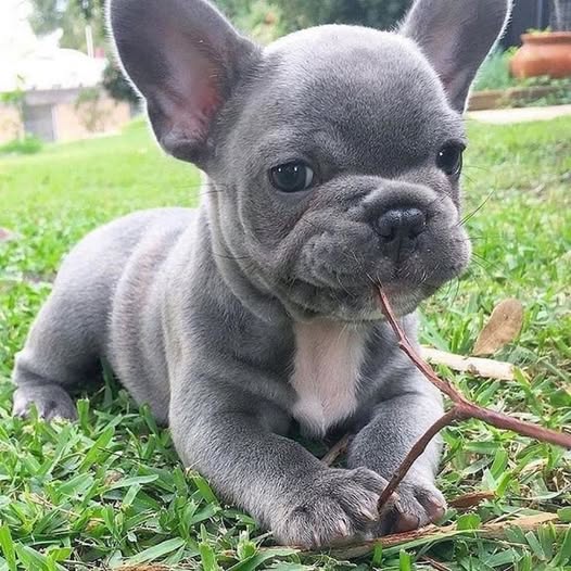 🐶French Bulldog Fan Club🐶 tweet media
