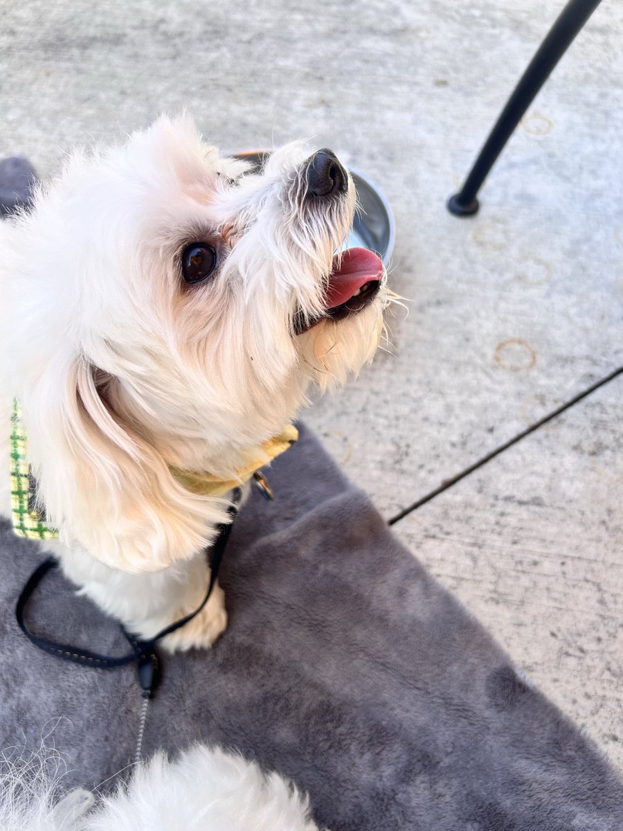 brinkleberrypie's tweet photo. Happy #TongeOutTuesday pals!
Have a happy shenanigan filled day. ๐ฅฐ๐ค๐พ๐พ๐โค๏ธ๐ซถ๐ป https://t.co/QtYEyka15q