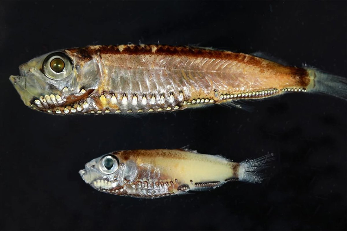 _Georgeobeid's tweet image. A 150-Year-Old Rule of Biology Just Got Broken. 

Meet the Hybrid Eye Cells of The Deep Sea. 🐟👁️
#Biology #Evolution #Discovery #DiebO37

🔗refractor.io/biology/hybrid…

#Nature #VisionScience #DeepSea #Research