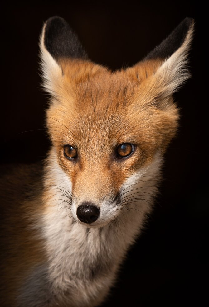 Just a heads up, I'm giving Threads a go as a social media platform. Twitter (X) is so toxic and depressing. Anyway, if you're interested in following it's richardbowler1 and I have just posted a portrait of the late Rosie, she was such a beautiful fox. #FoxOfTheDay