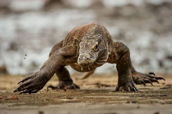 Alejandrox tweet media