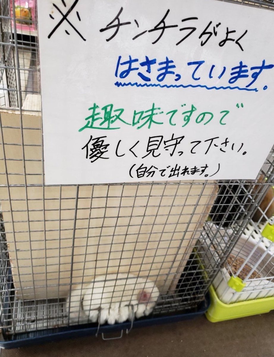犬しか勝たん tweet media
