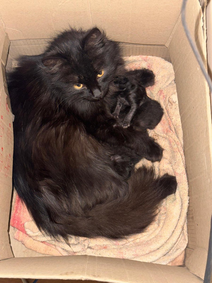 Панчоловік Анатолич Владимир Лапсердак 🇺🇦 tweet media