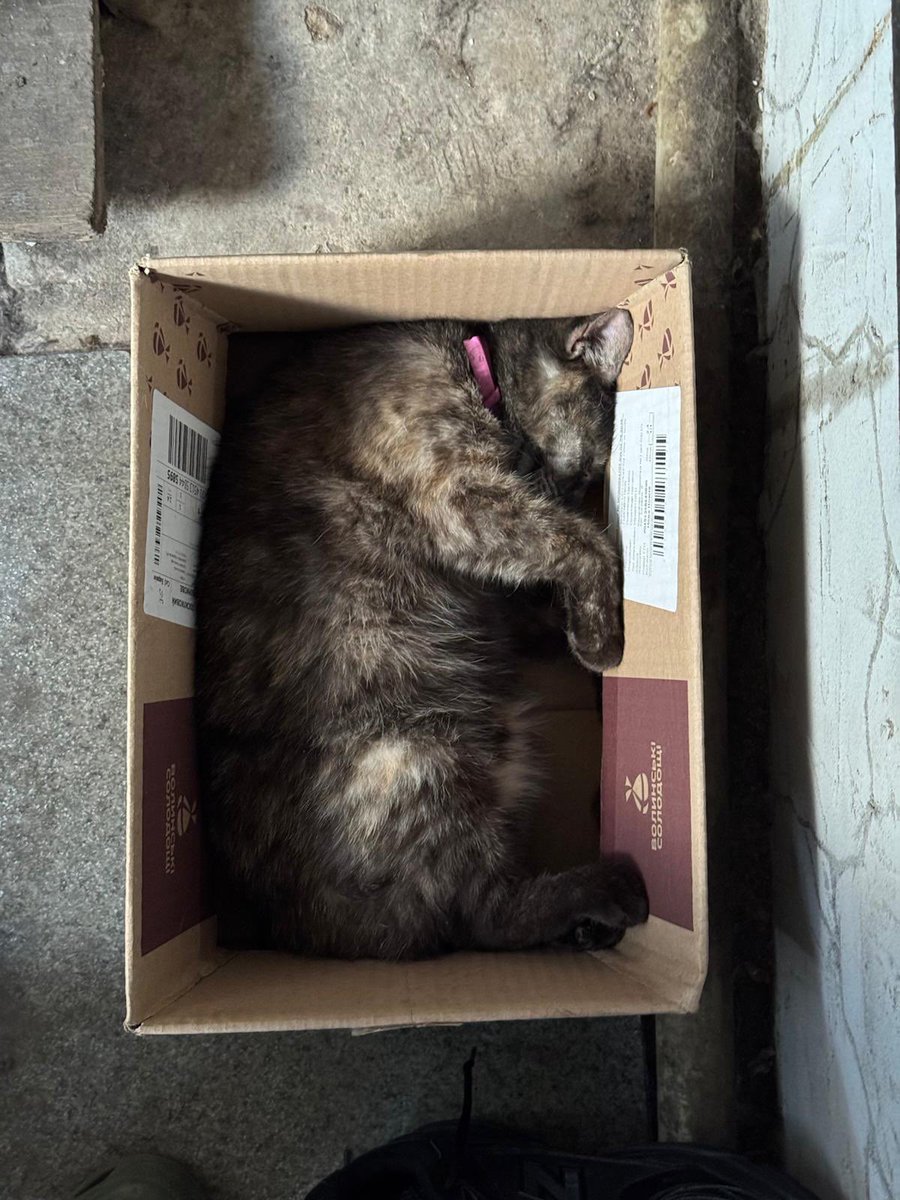 Панчоловік Анатолич Владимир Лапсердак 🇺🇦 tweet media