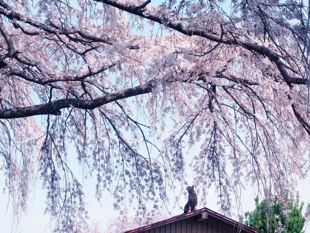 takoboo64's tweet photo. 今日から三連休ふと思い立ち、三春滝桜見に来た🌸
ちり始めてるけど、それでも綺麗😍
近辺の人気のない桜の下で、猫ちゃんも花見してた😍
しっかりカメラ目線😎
白とピンクが混ざった桜の木があったり、今日は発見と驚きの1日だった🌸 https://t.co/squOlUMzG0