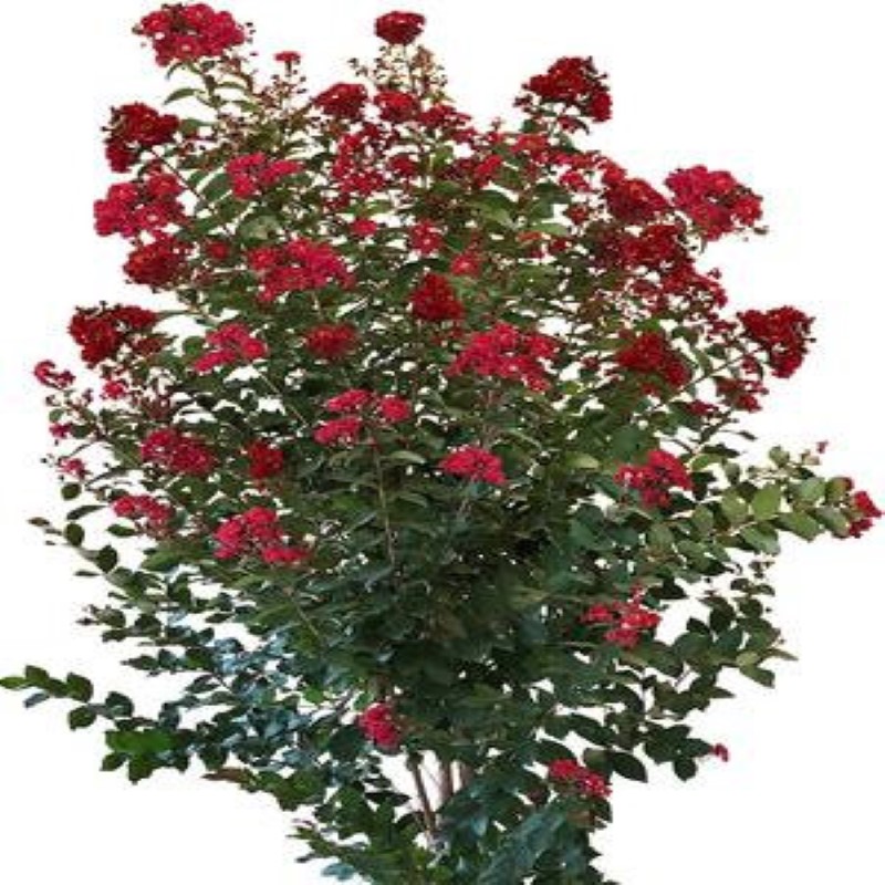 Johnson's Florist tweet media