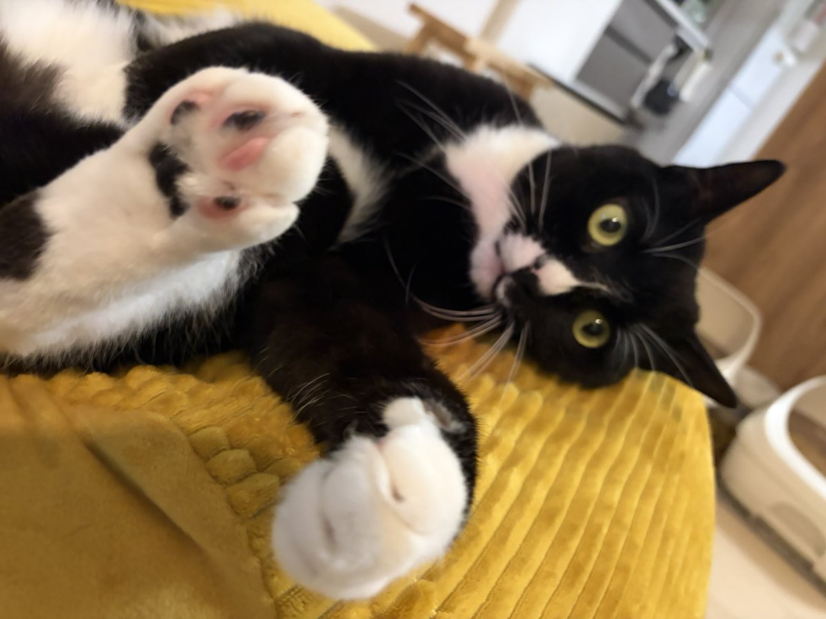 ぐっち tweet media