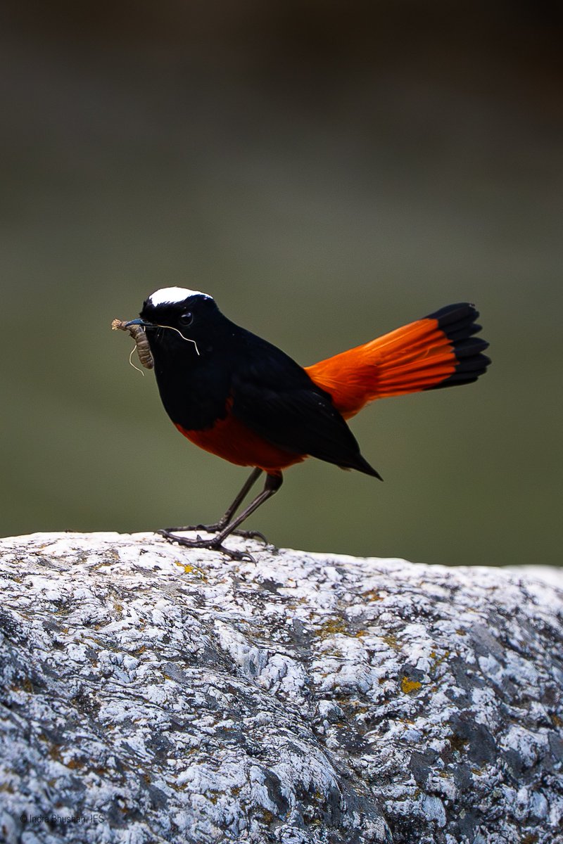 ib_ifs's tweet photo. Last action of the evening, 
not always the early bird.
#BirdPhotography #WildlifePhotography #WhiteCappedRedstart 
#Himachal
#Mcleodganj https://t.co/1wRNEgN34J