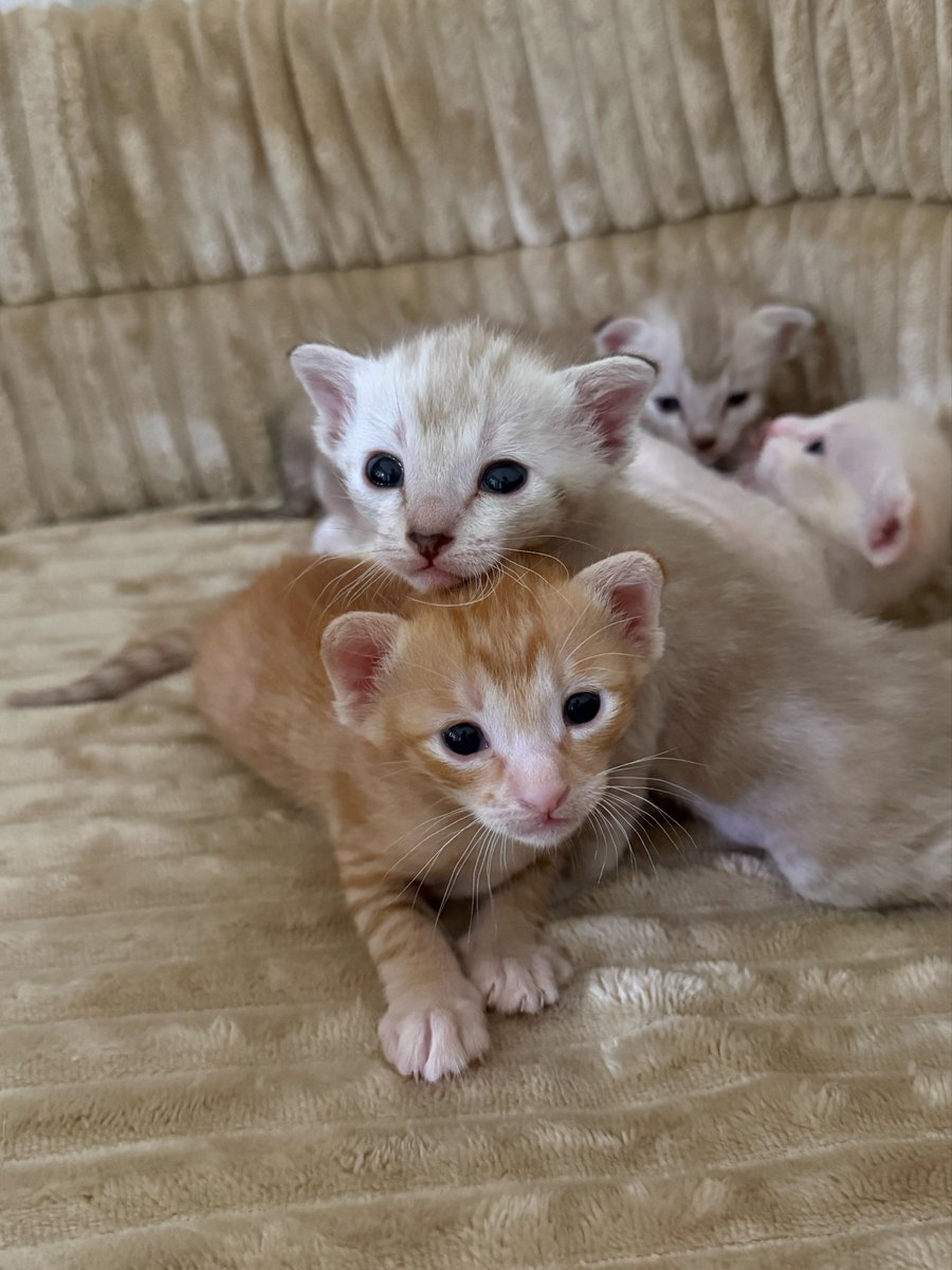 DNVP 💋 (Malonfamily) tweet media