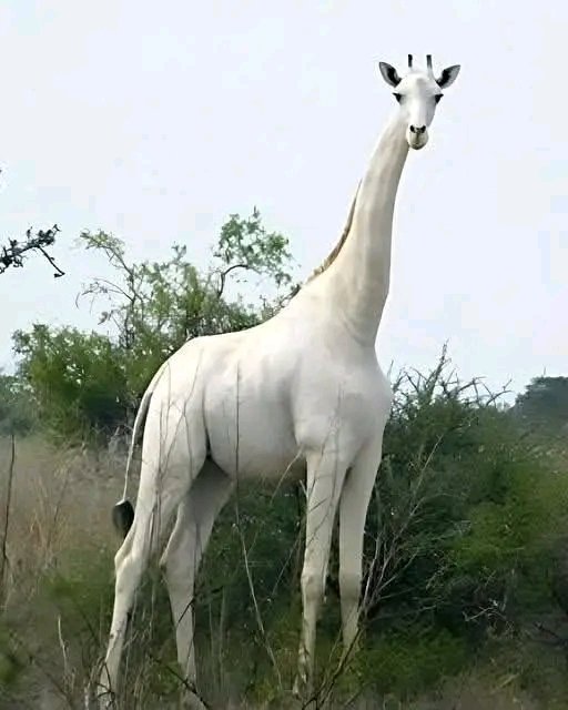 World's Amazing Things tweet media