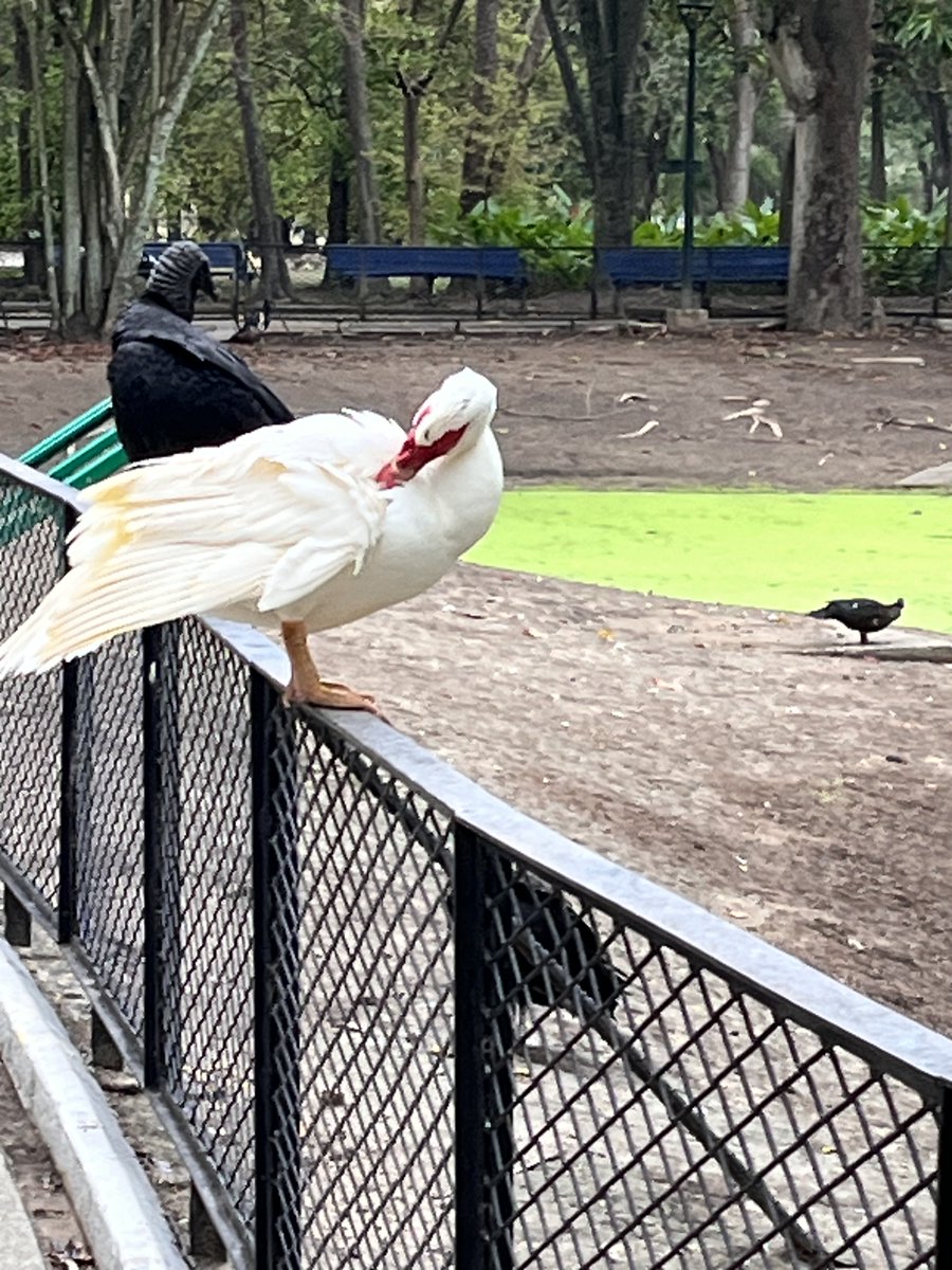 Maria Gabriela Escovar tweet media