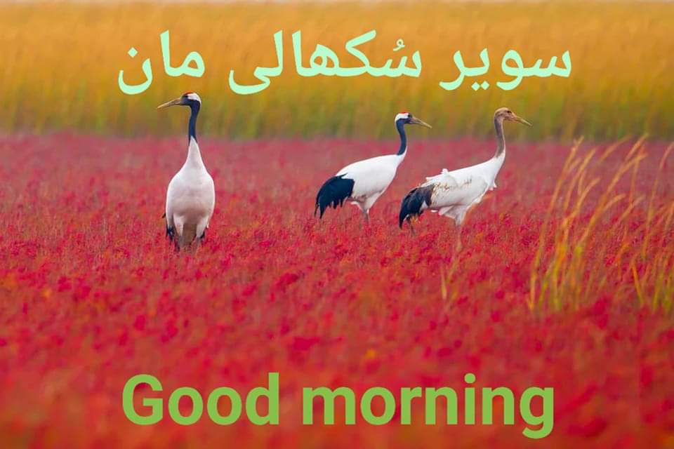 forhellowhi tweet picture