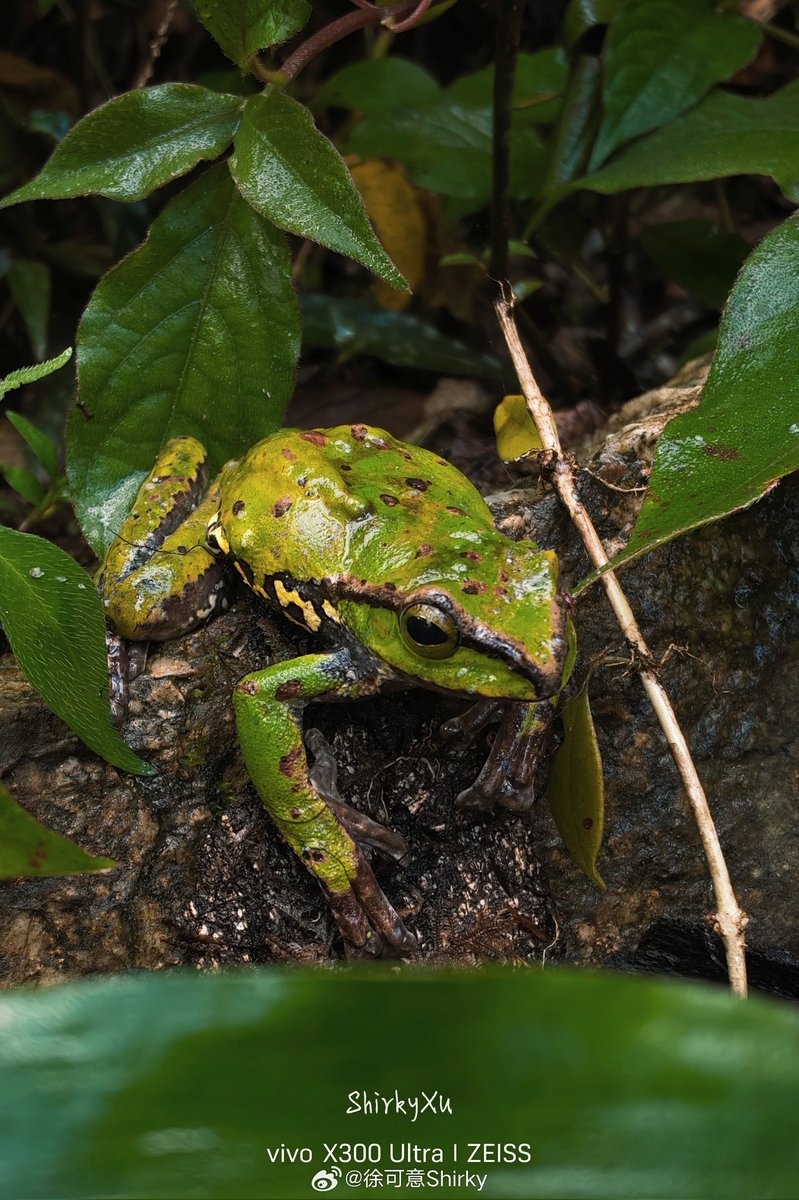 ayansonunigam's tweet image. Vivo X300 Ultra 🚨 

Camera samples 👇 Stunning  🤩
#vivo #vivoX300Ultra #OriginOS6