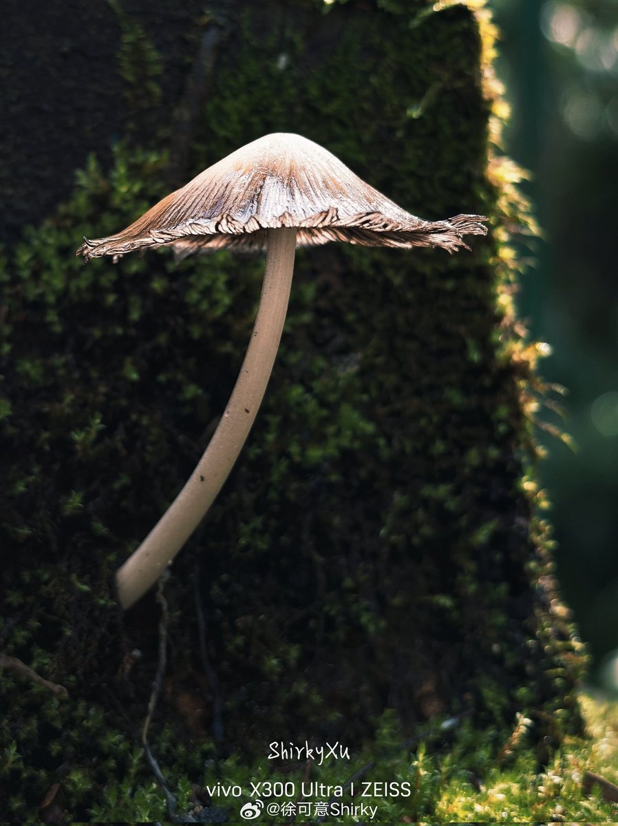 ayansonunigam's tweet image. Vivo X300 Ultra 🚨 

Camera samples 👇 Stunning  🤩
#vivo #vivoX300Ultra #OriginOS6