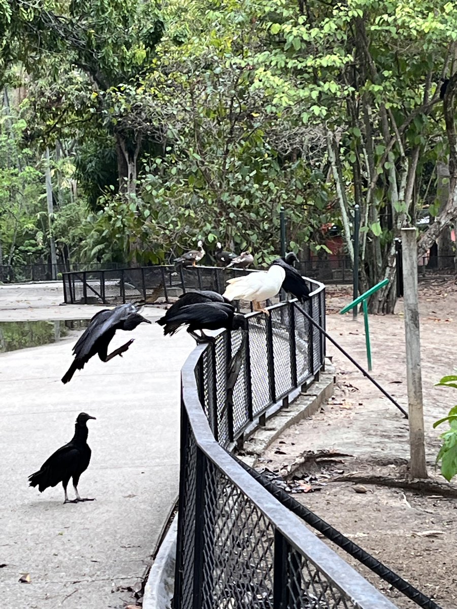 Maria Gabriela Escovar tweet media