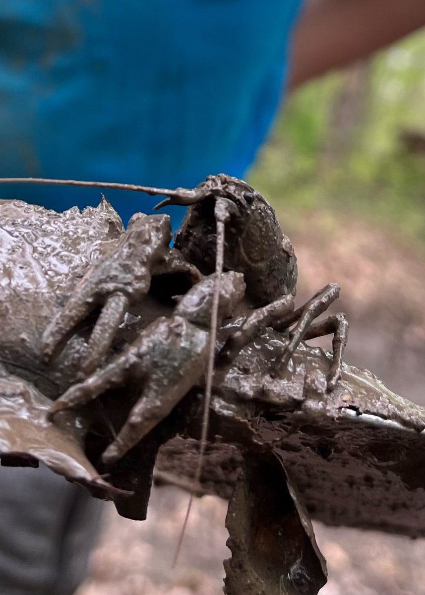GatorsBike's tweet photo. Gators!  The importance of “putting a shovel in the trails we ride” cannot be overstated!  @combomtb and Gnomewood have been tremendously great to us!  Let’s pay it forward with our annual #trailday at Gnomewood on Sunday, April 26 from 1-4pm!  #strongspokes https://t.co/3cQNAfyhQT